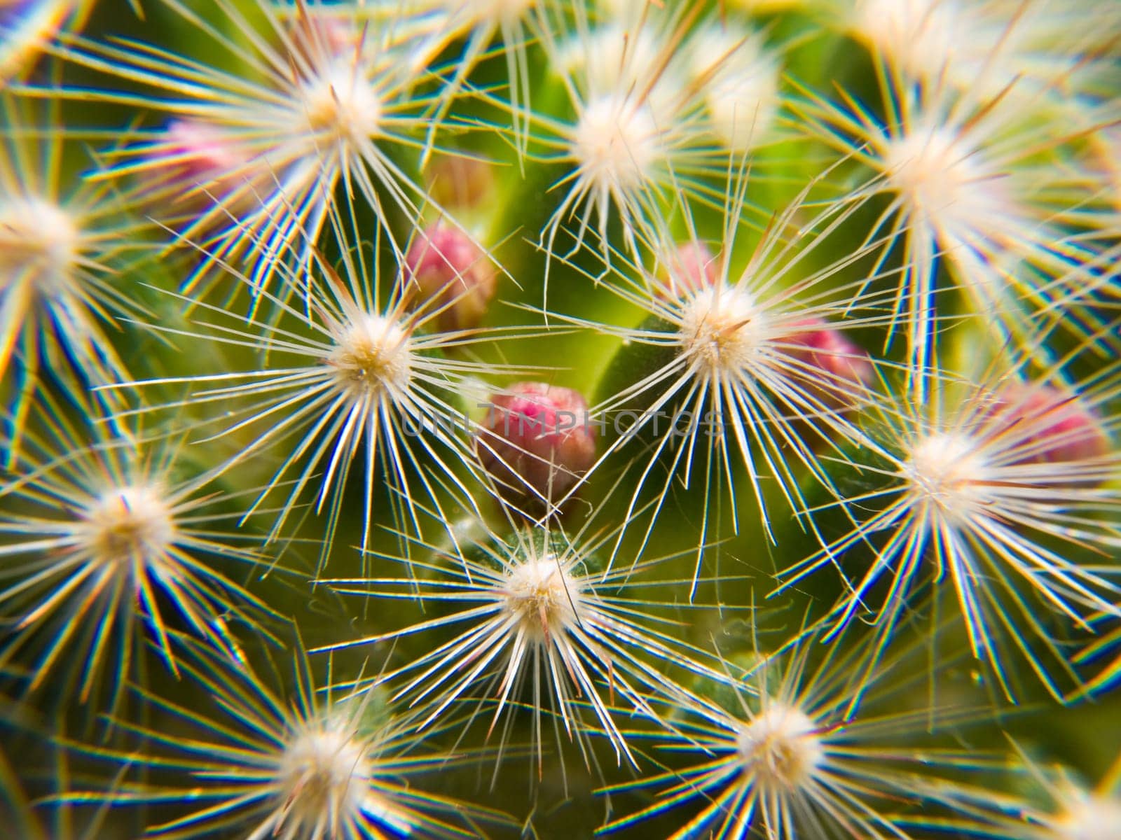 Cactus