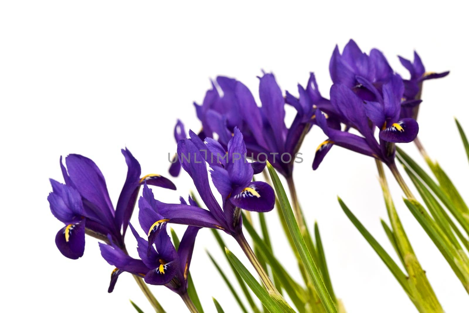 Iris,irises