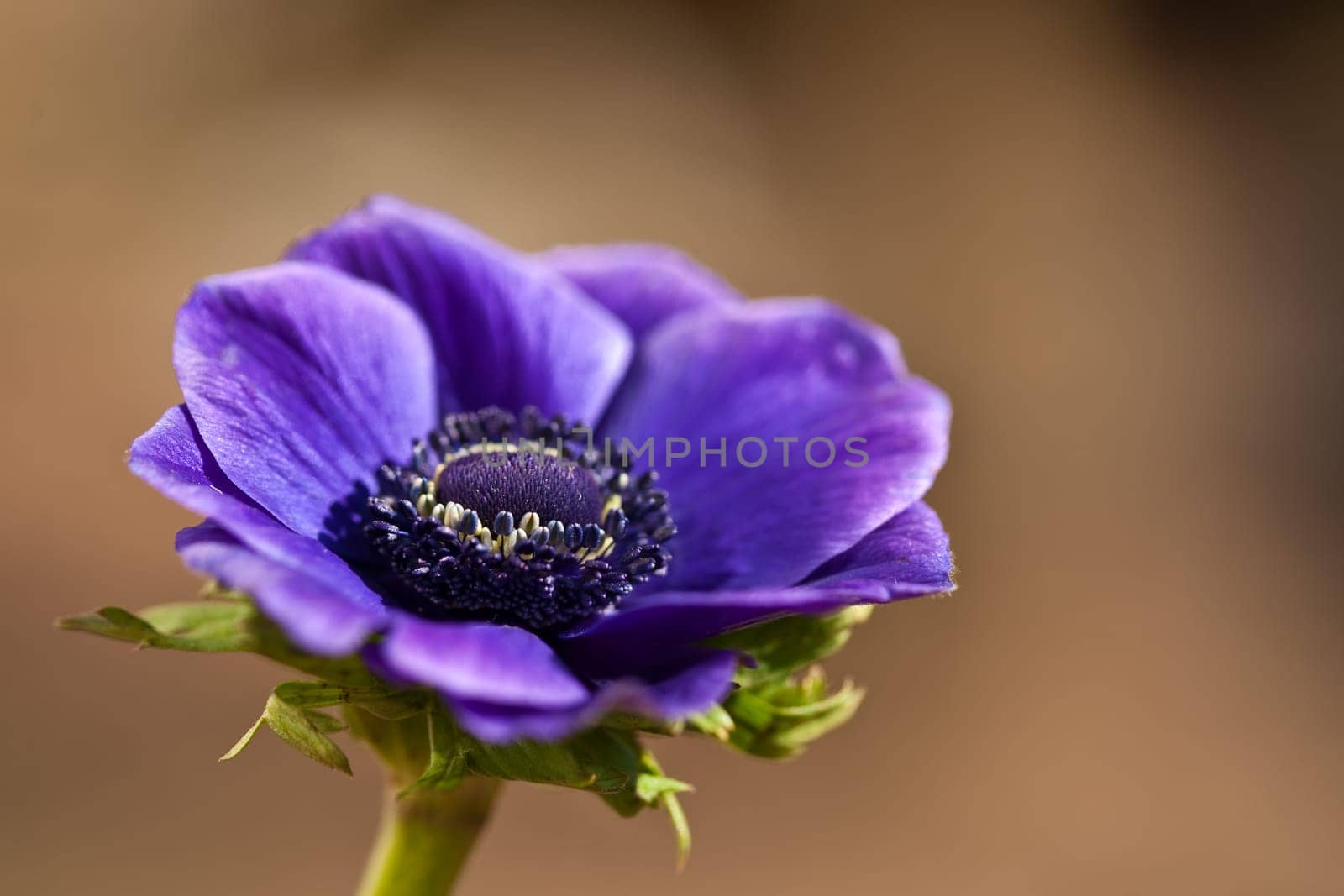 Anemone