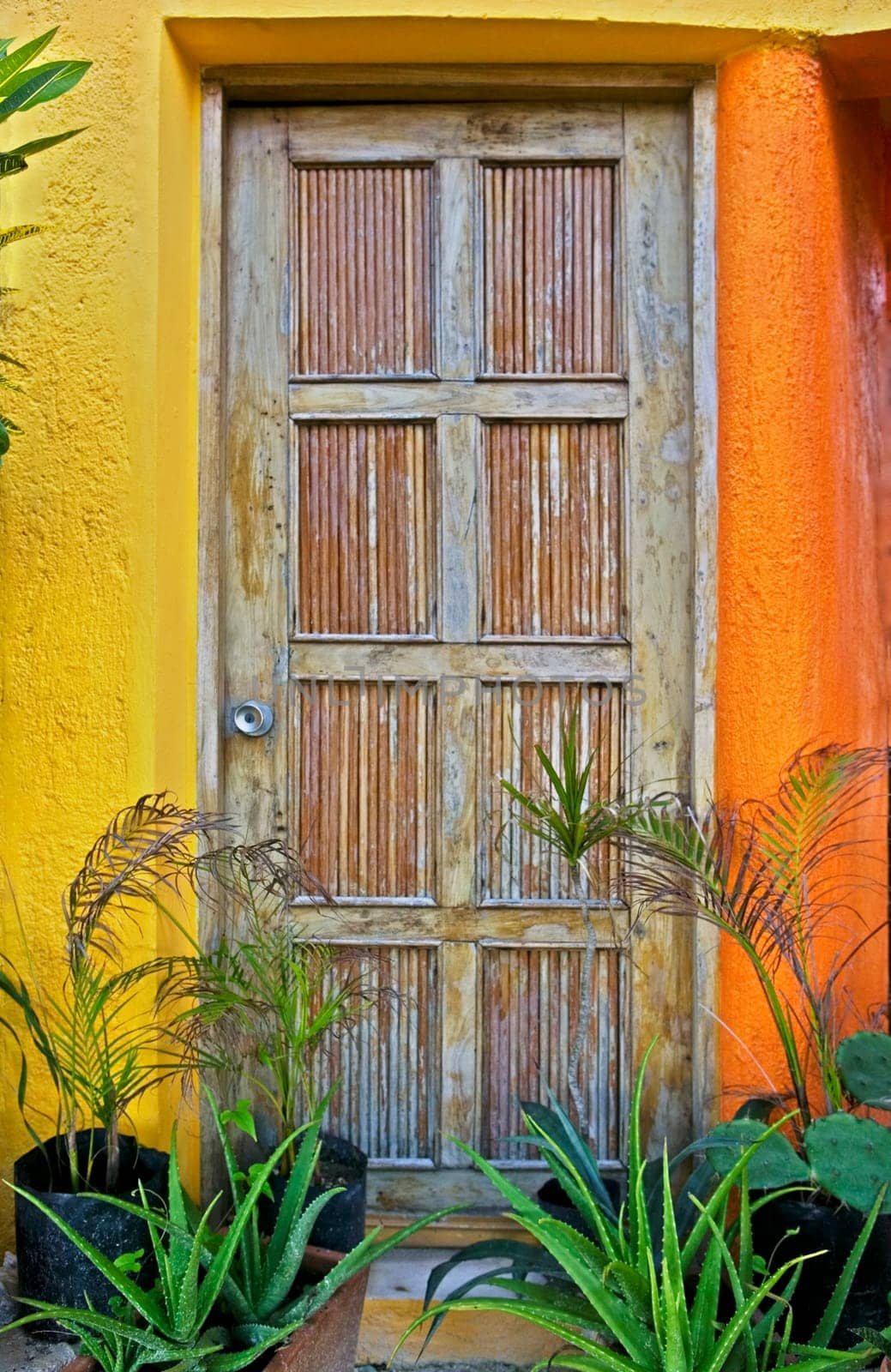 Bamboo Door and Plants