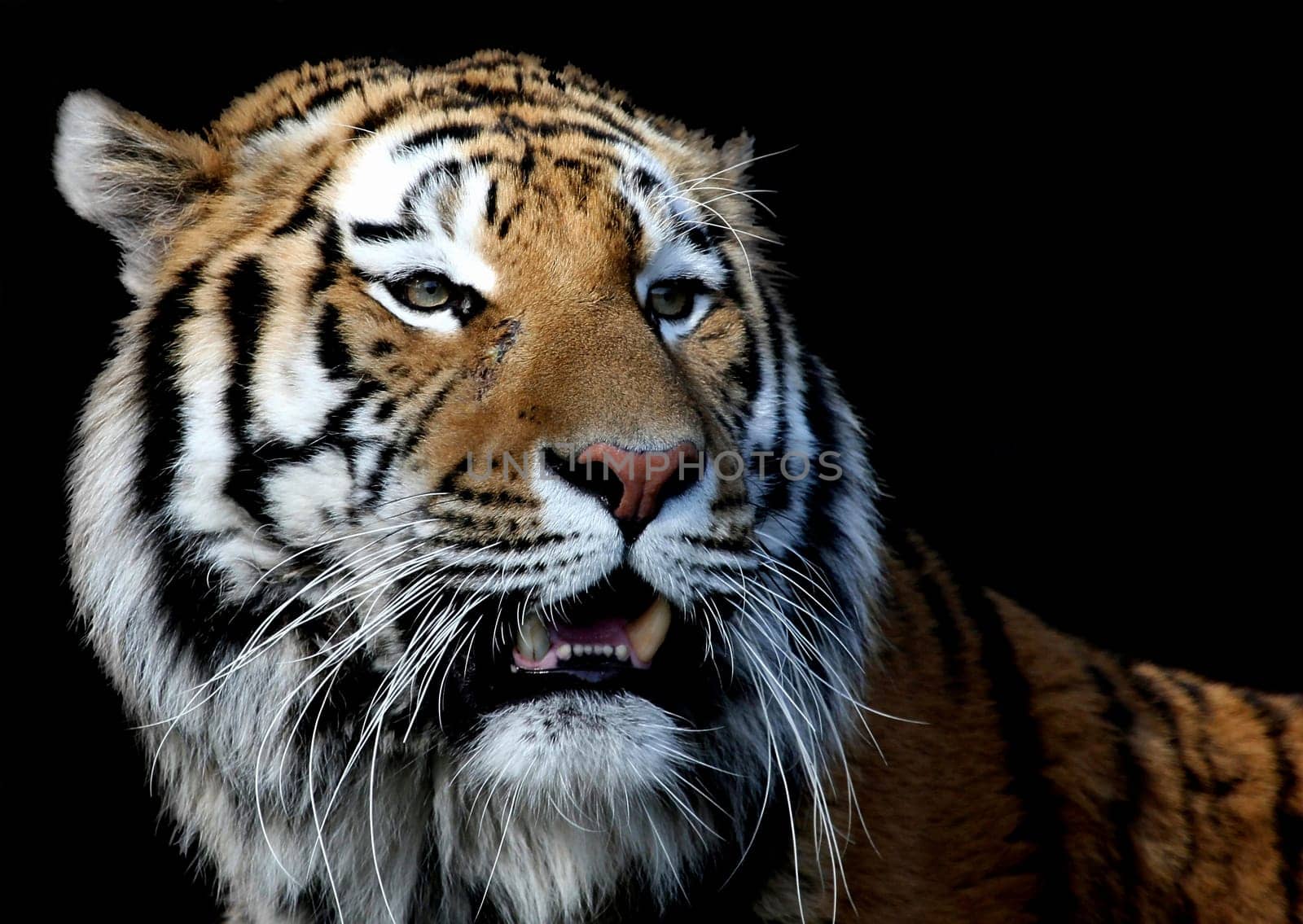 Siberian tiger