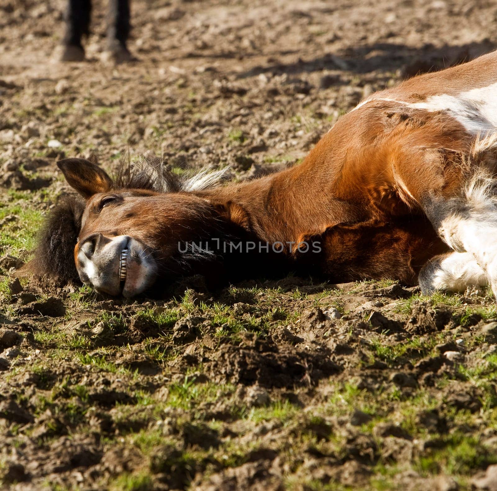 Siesta