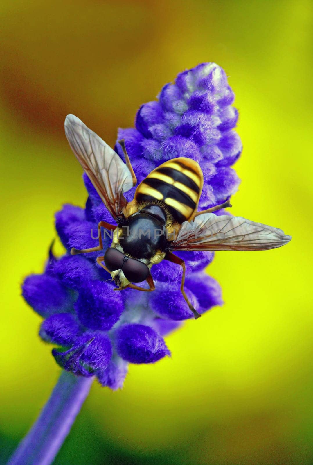 Eriozona erraticus (Forest hoverfly)