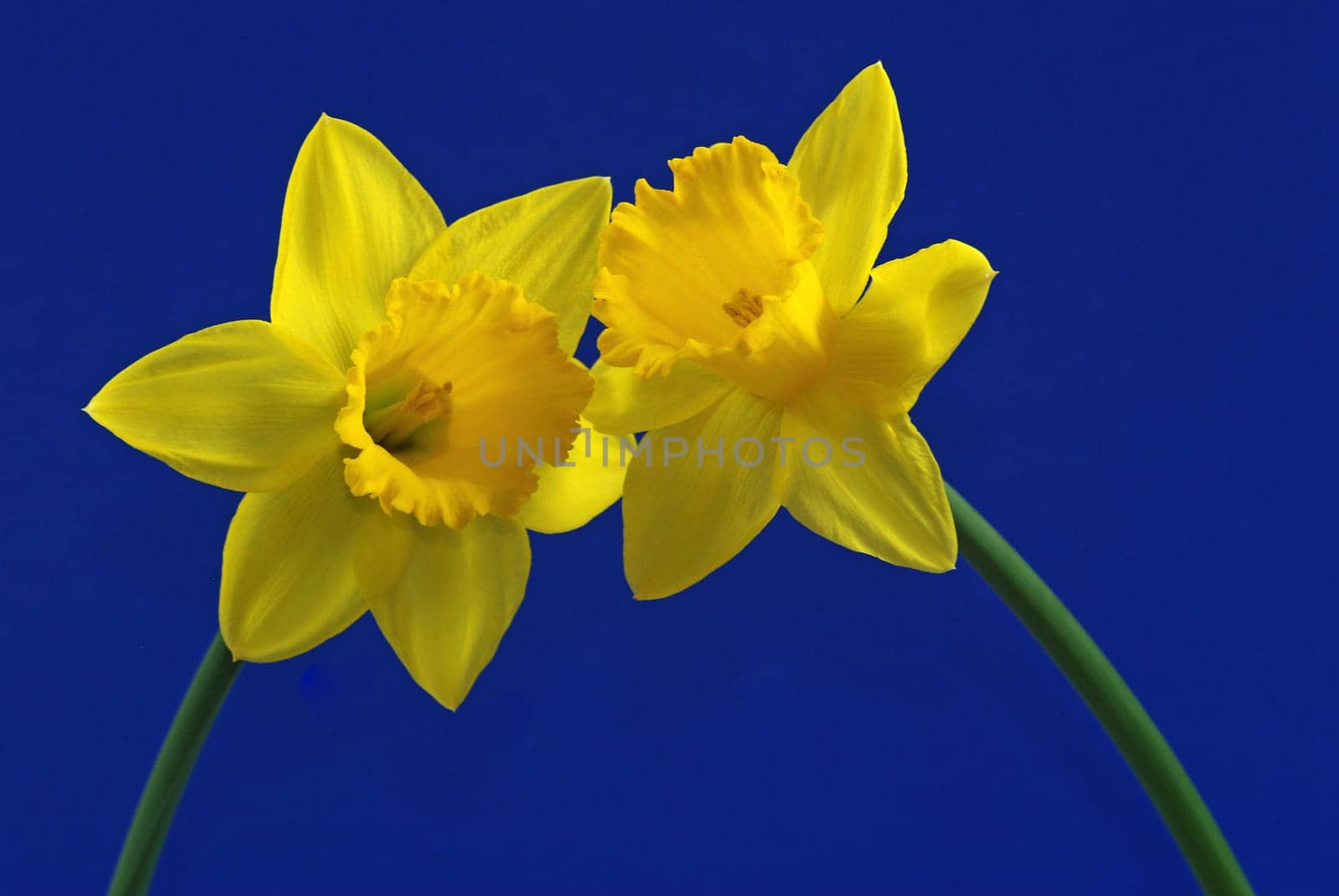 Daffodils