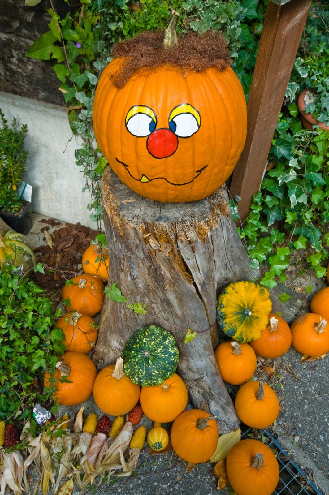 Pumpkin Boy