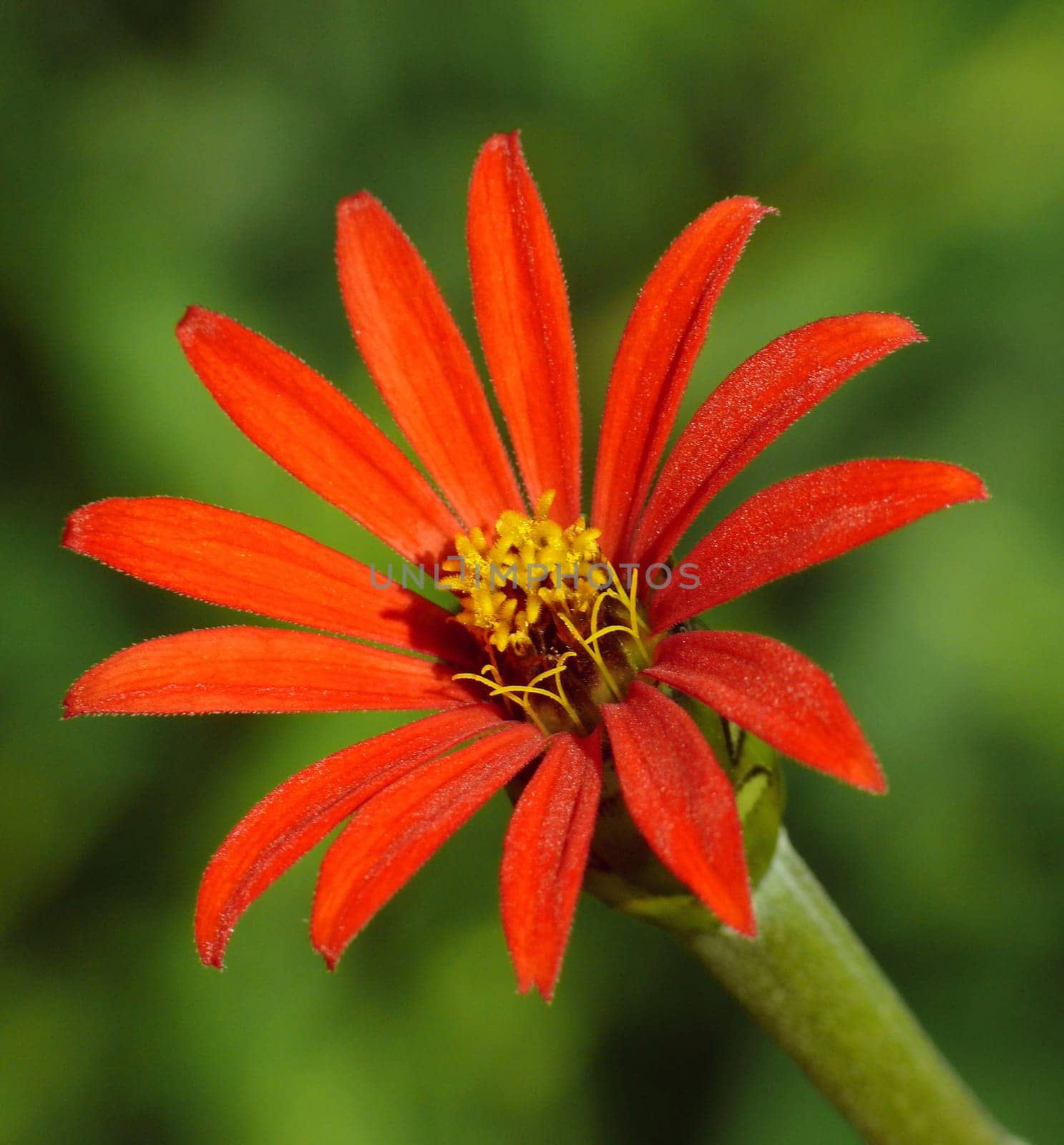 Zinnia tenuifolia Red Spider