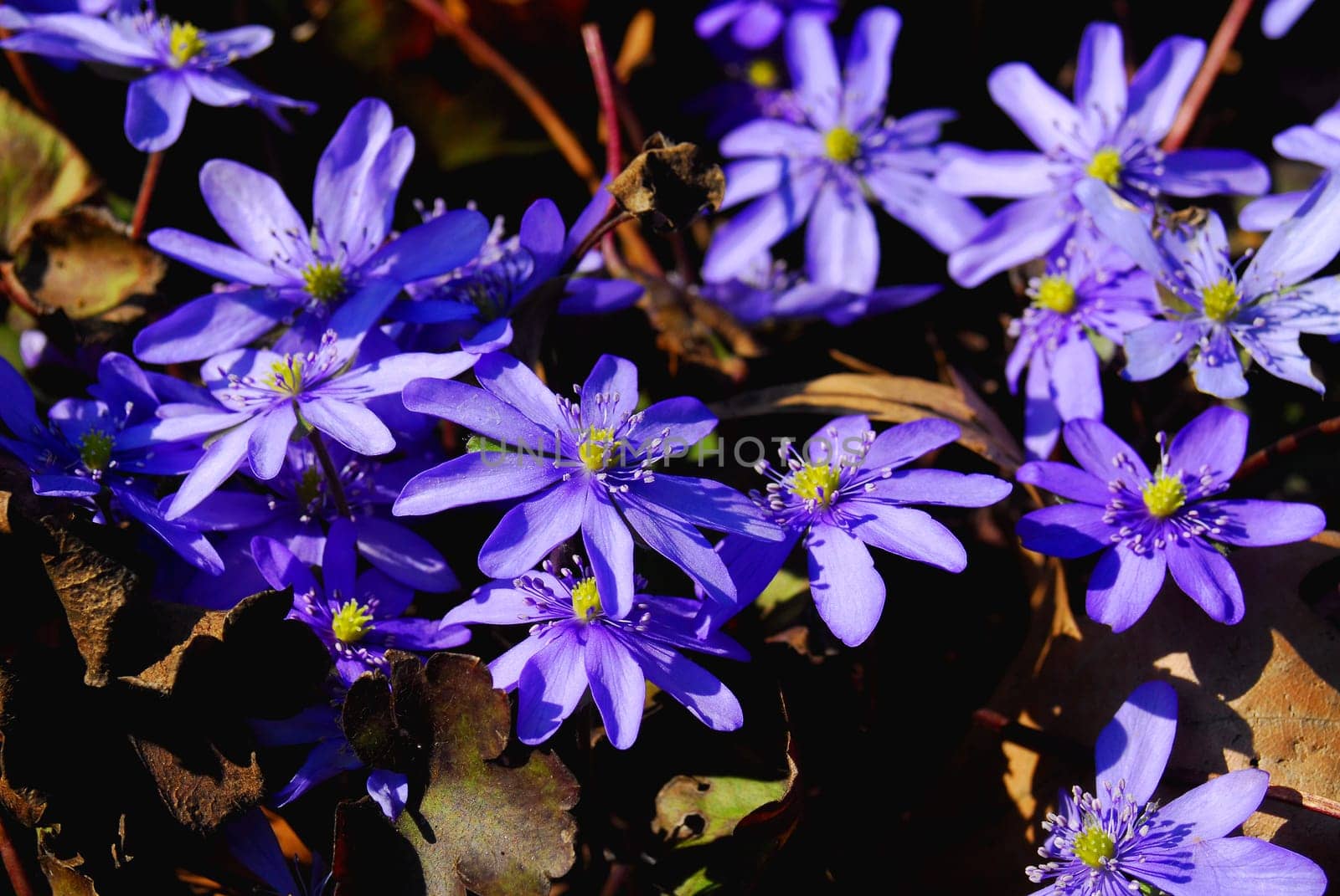 Hepatica transylvanica