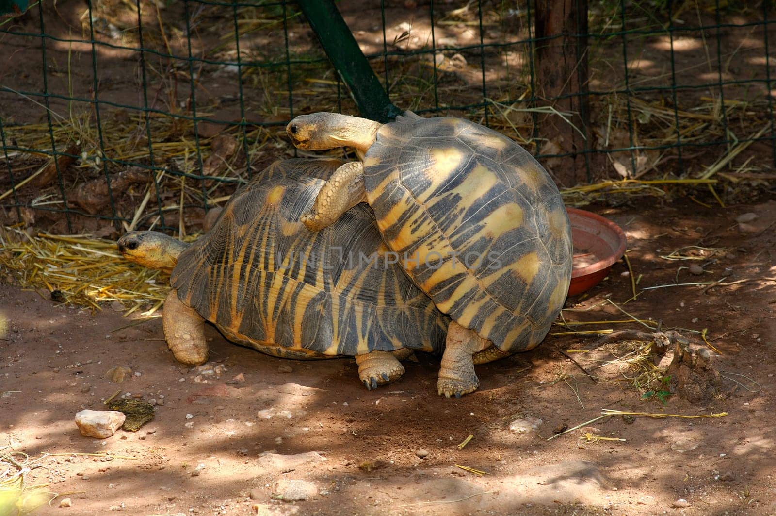Radiated tortoises mating