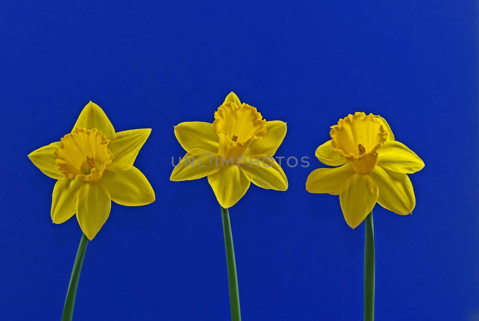 Three daffodils