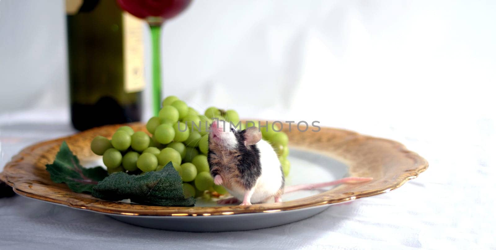 Dinner for one...