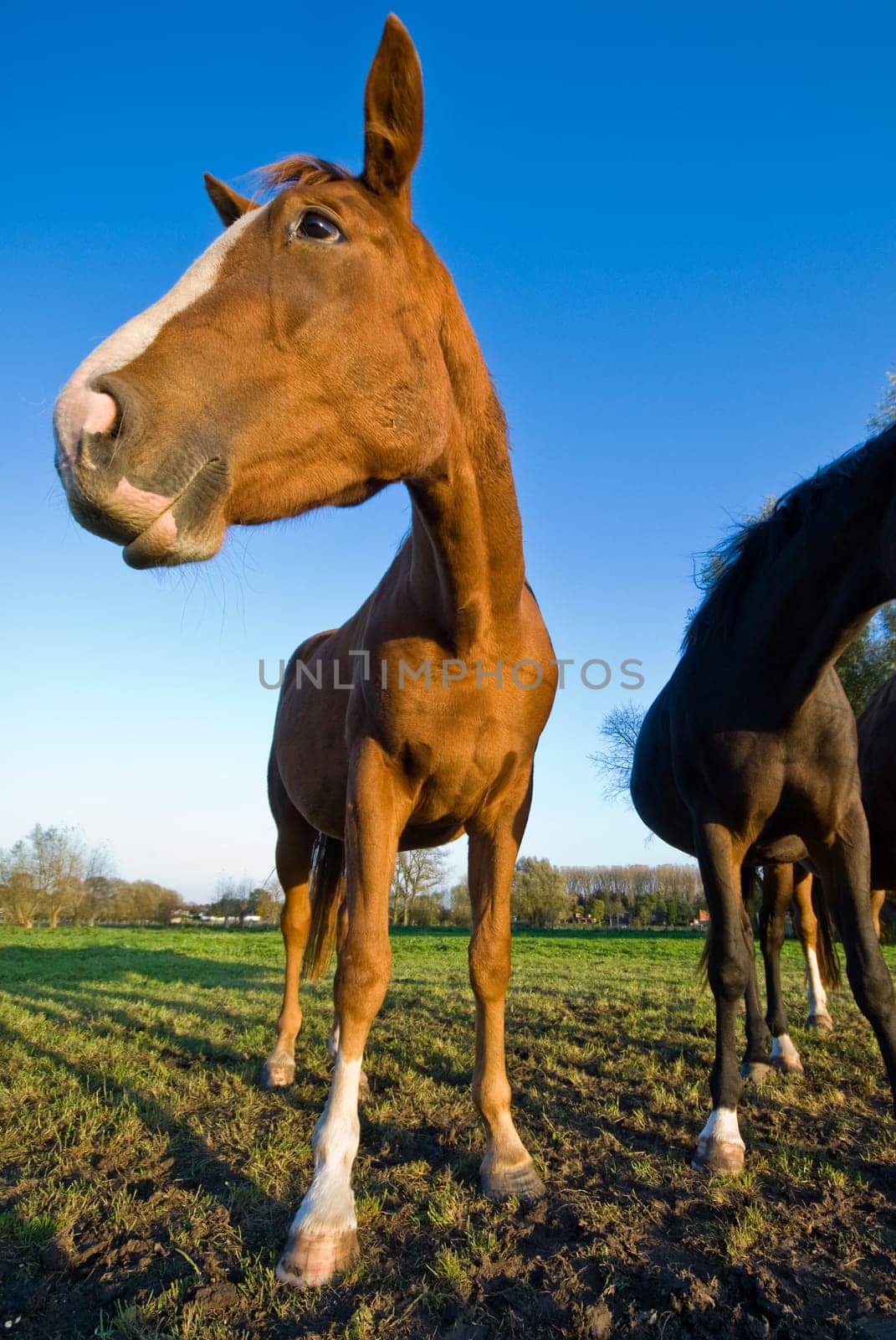 horse looking to the left, wide angle
