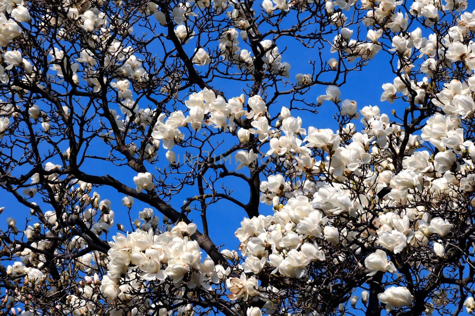 Magnolia Tree