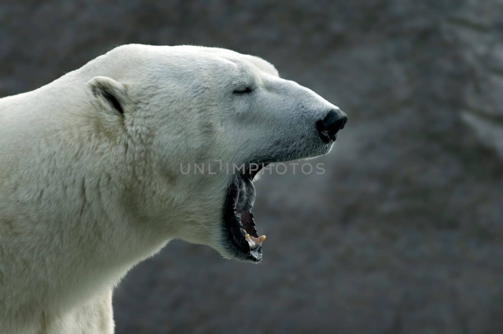 Roaring Polar Bear (Ursus maritimus)