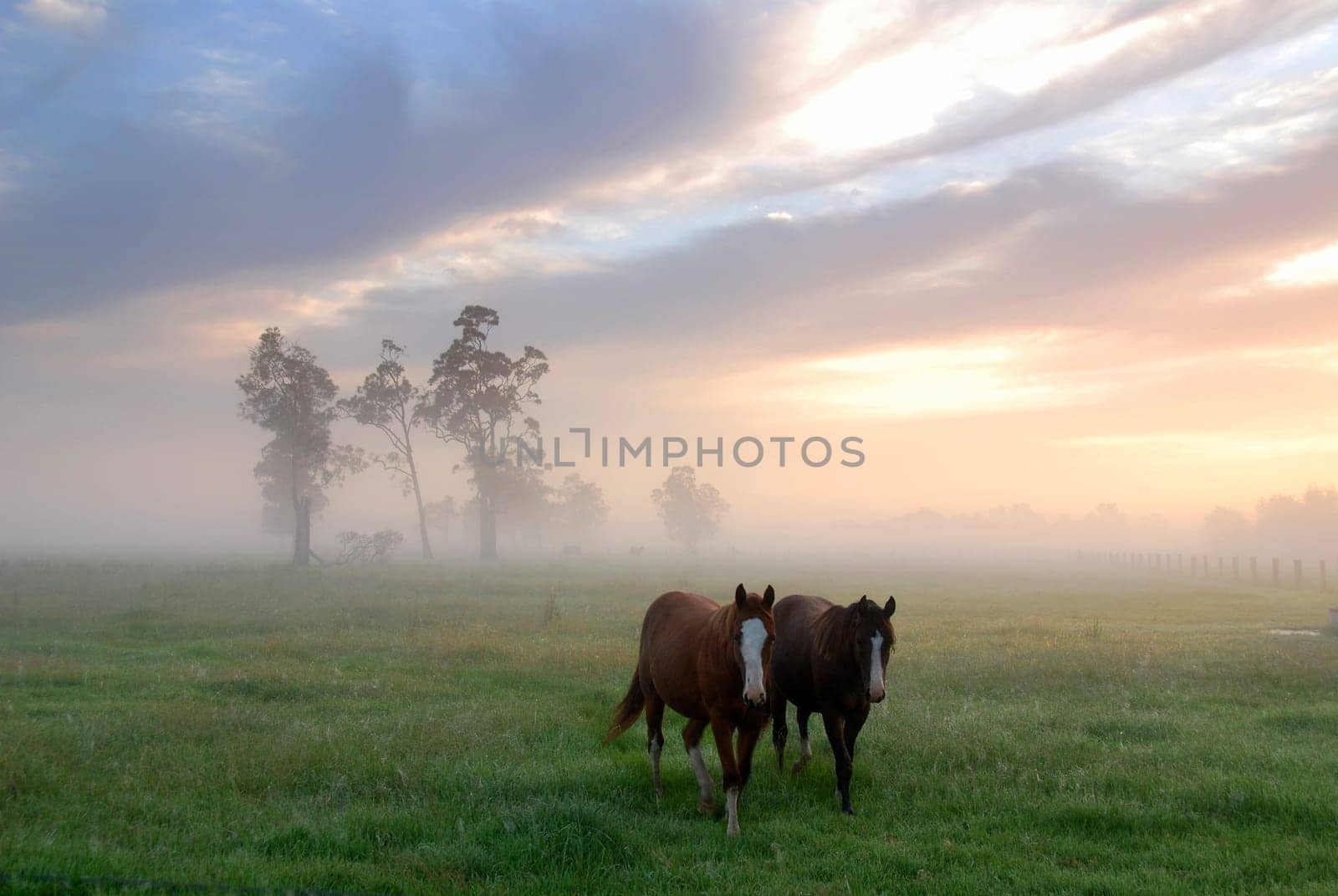 Horses in the Morning Dew 5