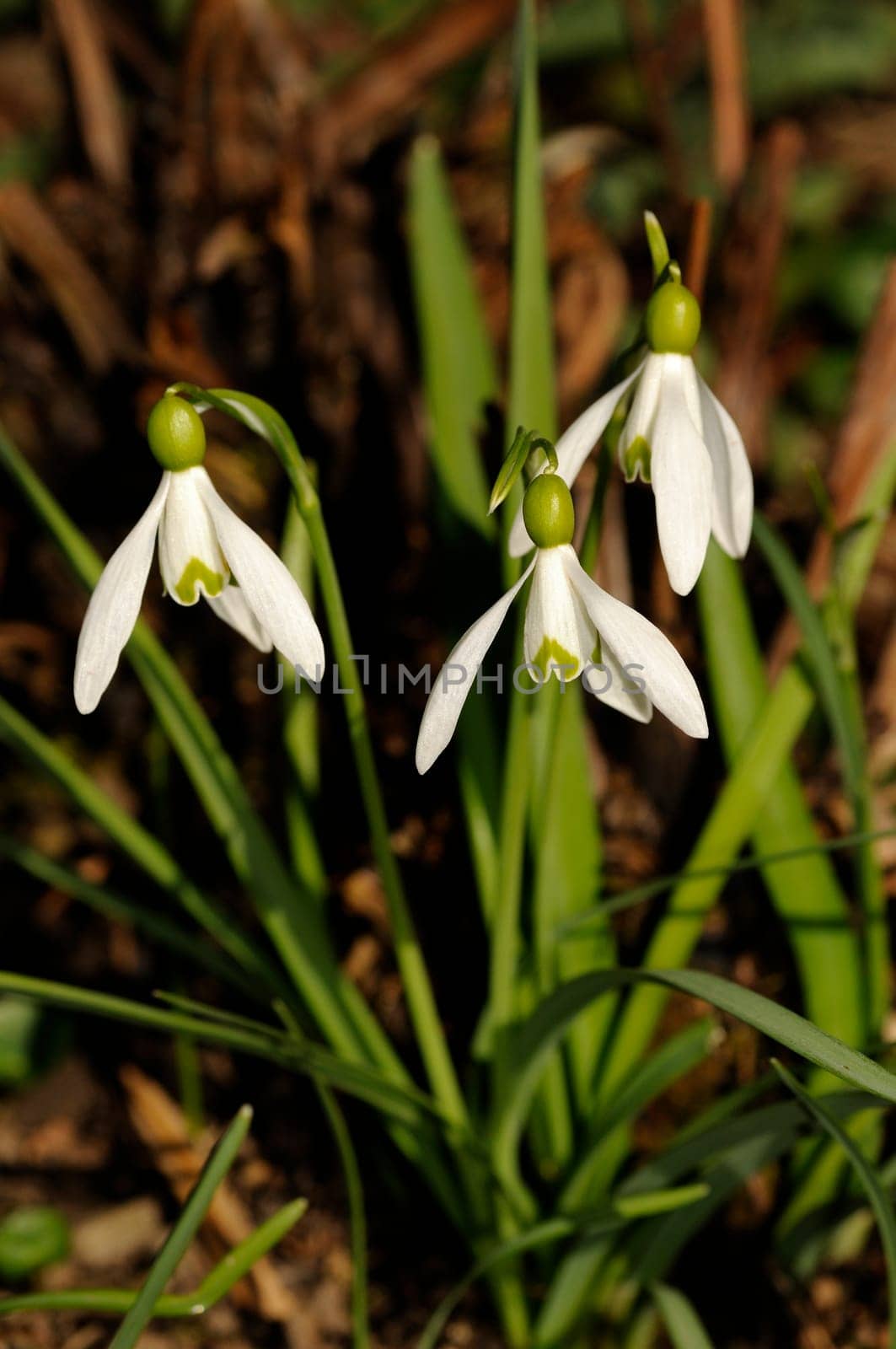 Small snowdrop,Galanthus nivalis