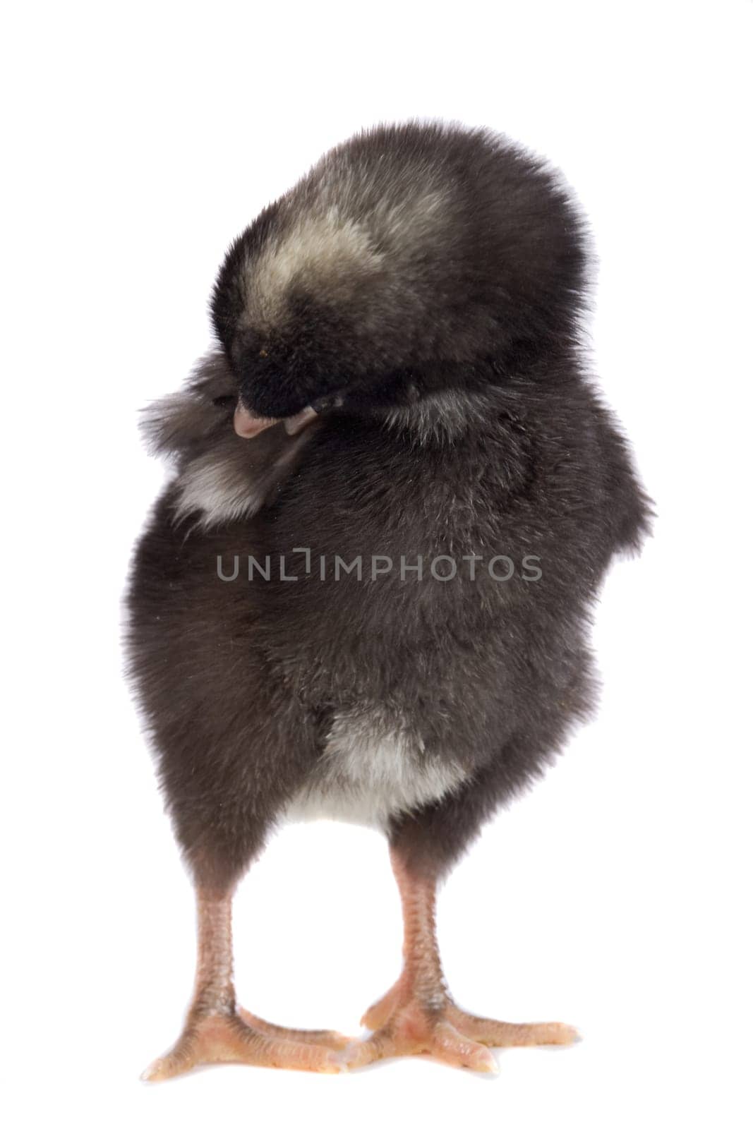 Black little chicken