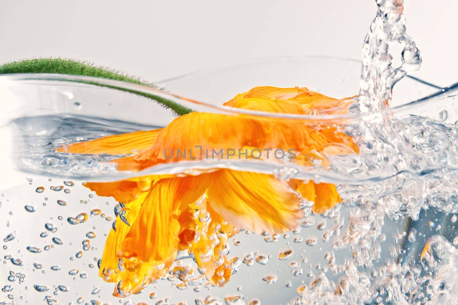 Flower in water