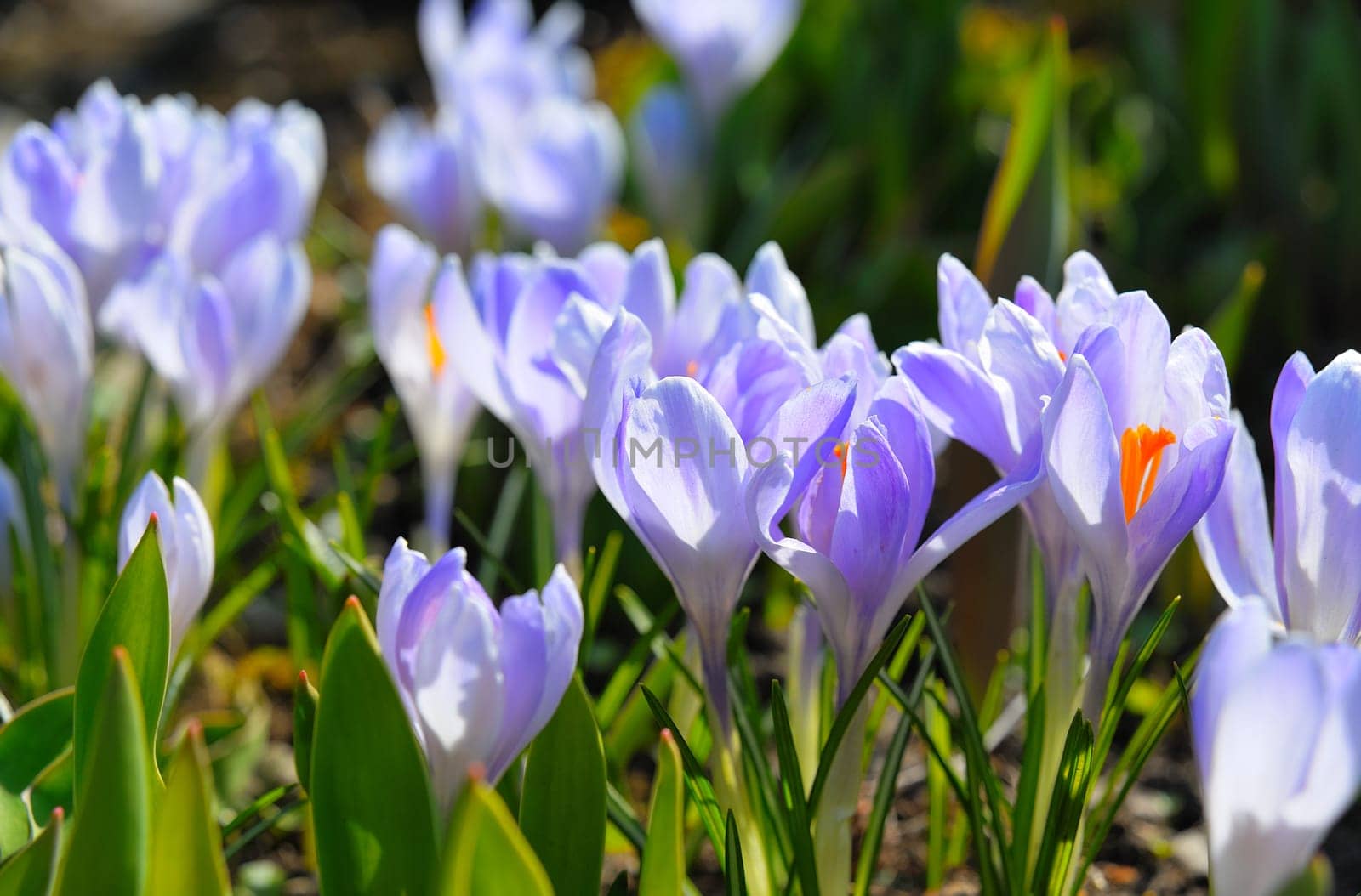 Spring