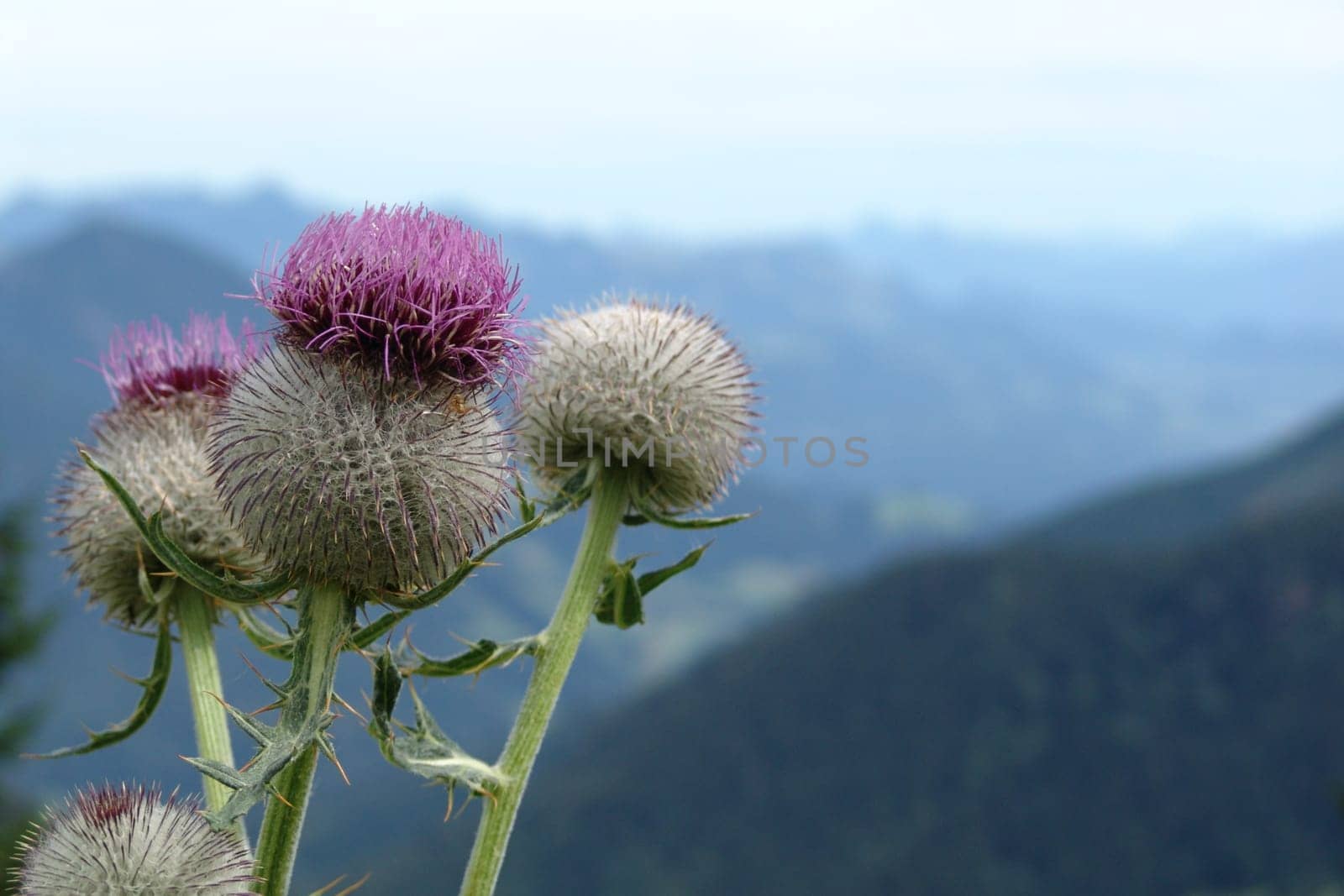 Close up of a thistle