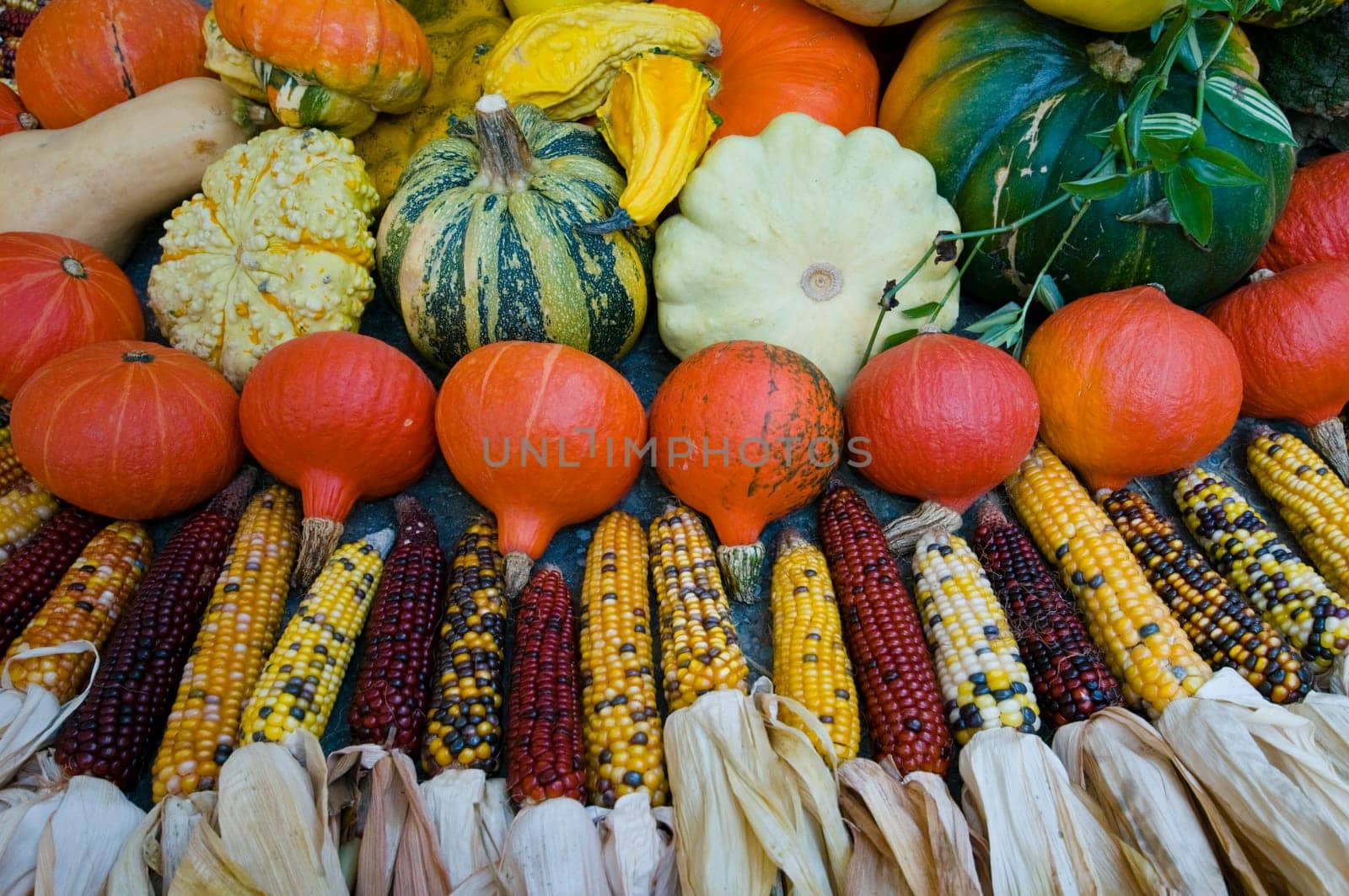 Pumpkins XIV