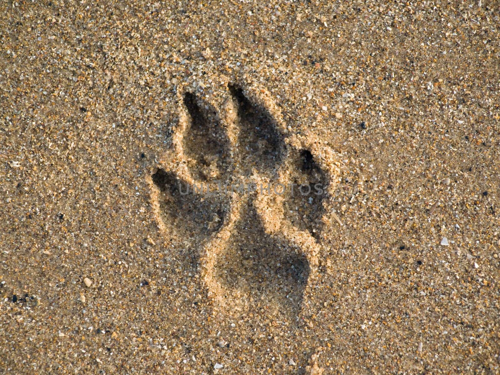 Dog paw print