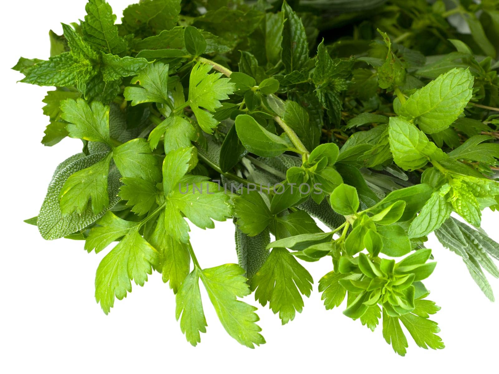 fresh organic herbs