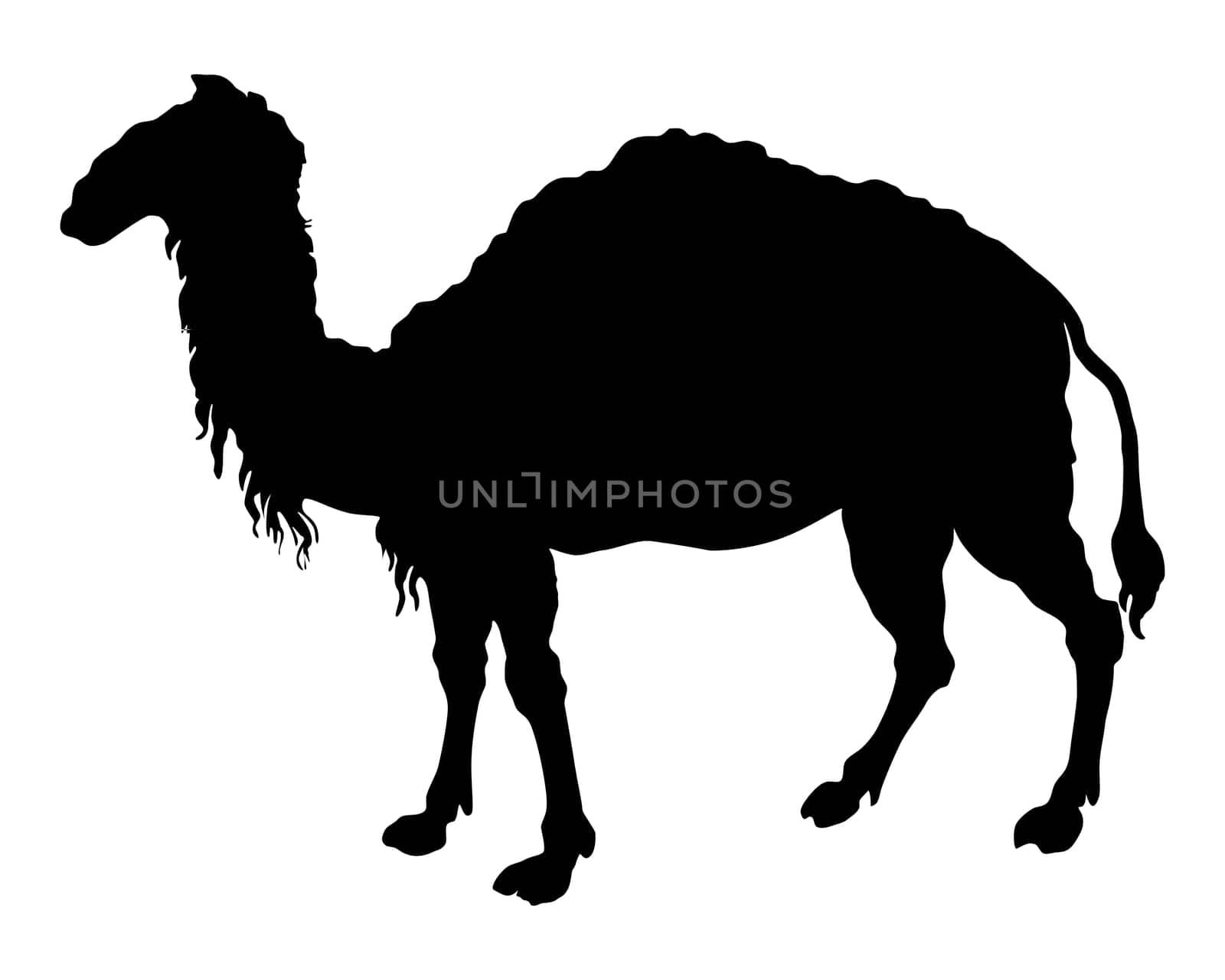 The black silhouette of a camel