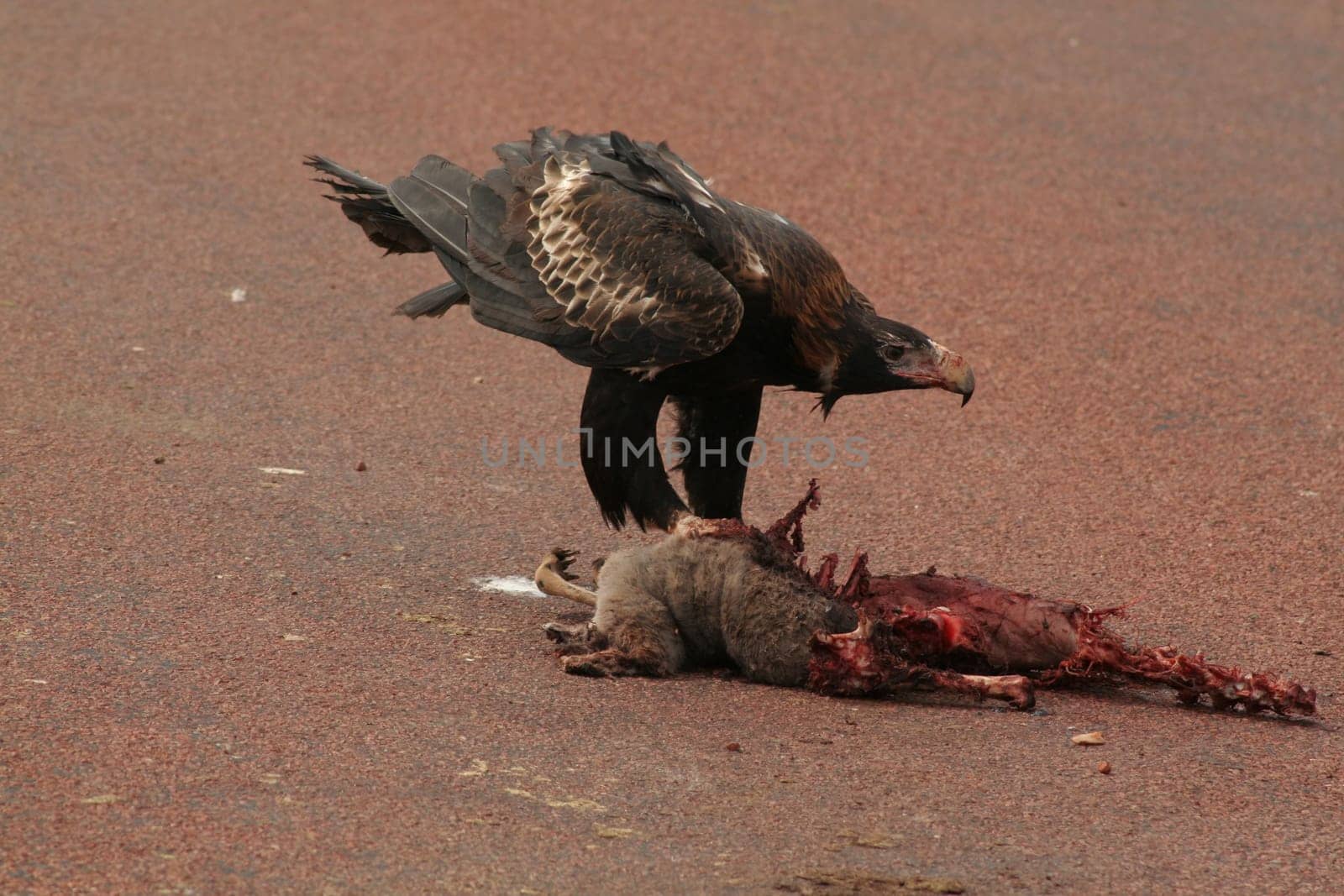 Wedge-tailed eagle