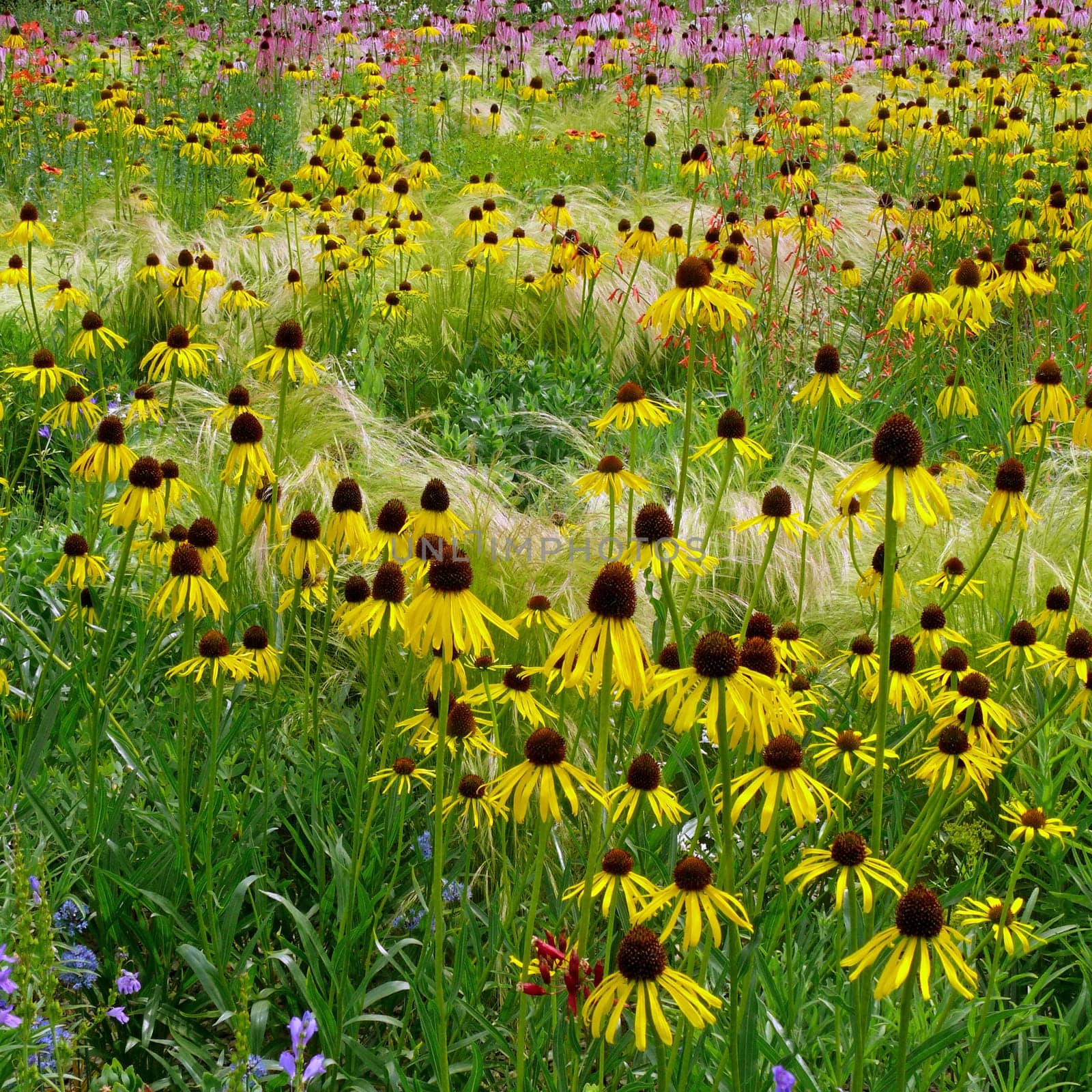 Colorful summer blossom sea