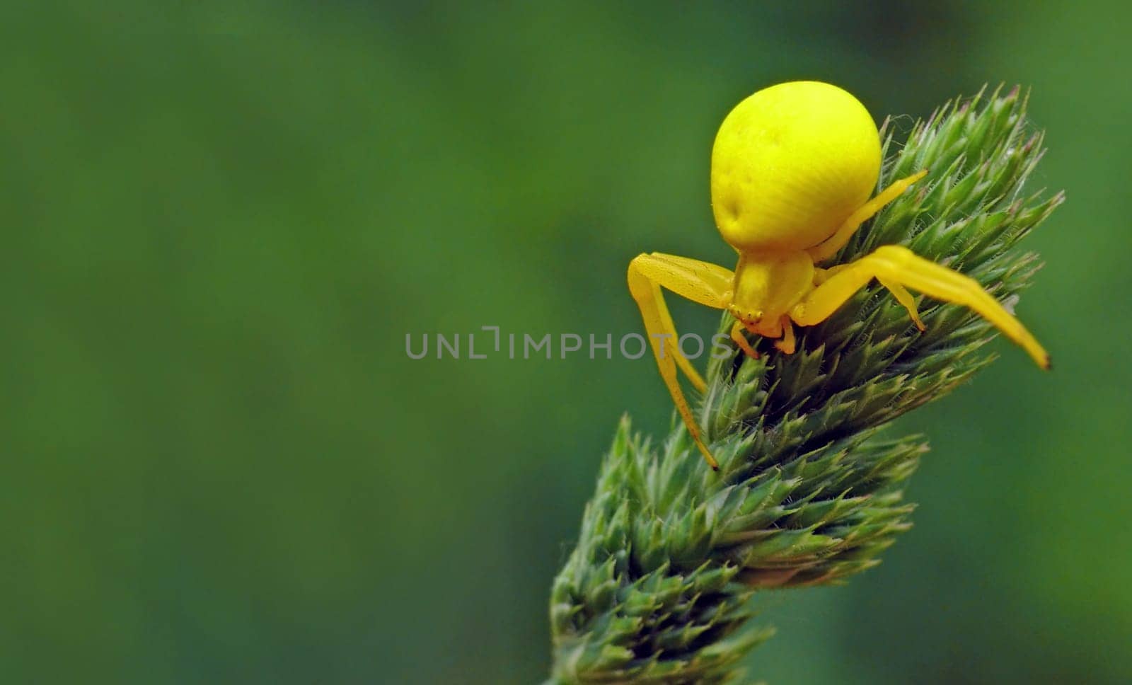 Female of the Variable Crab Spider (Misumena vatia): There's yellow danger lurking around the corner