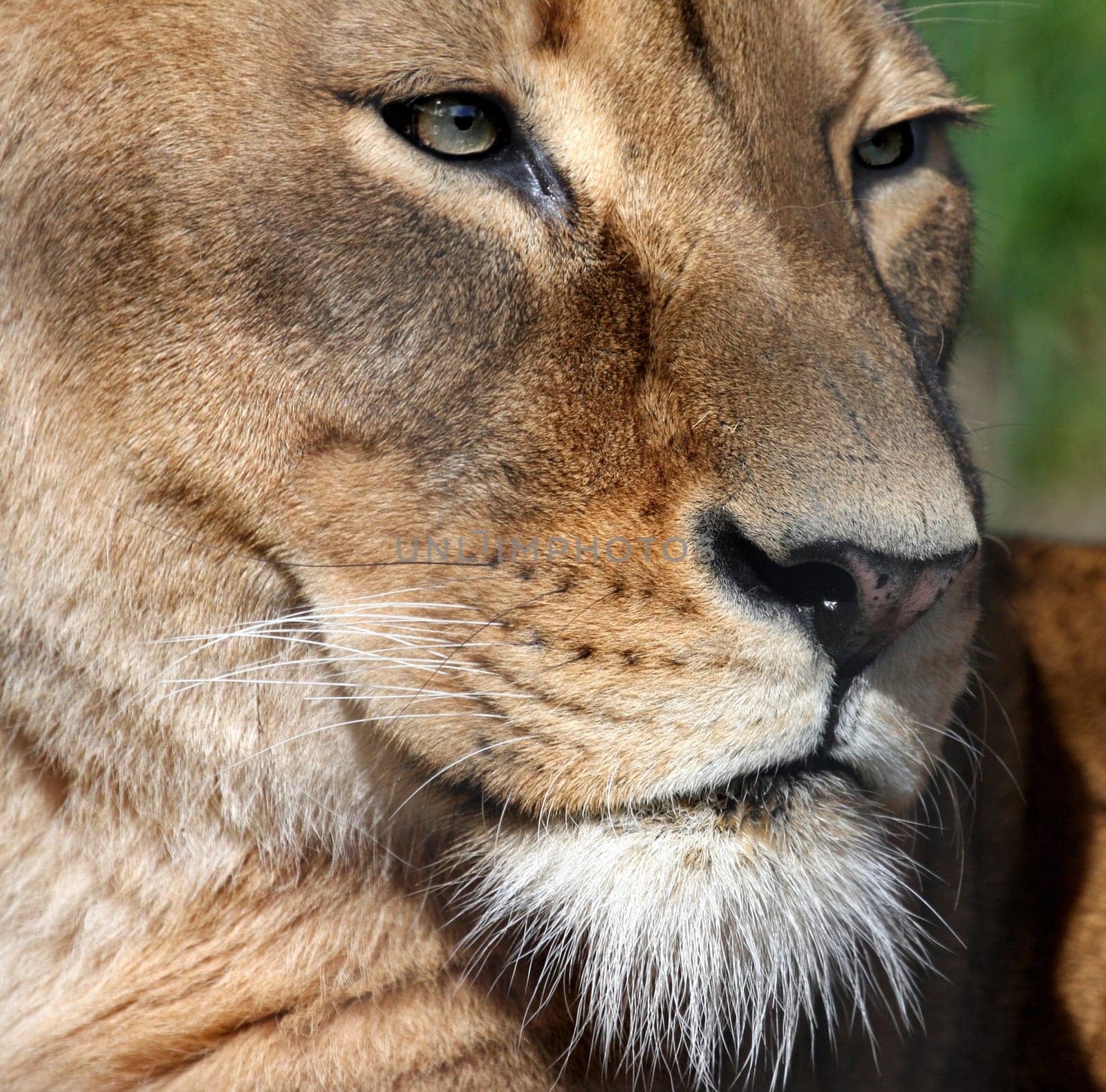 LionPortrait