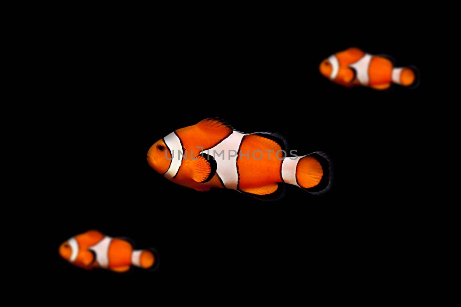 Clownfish