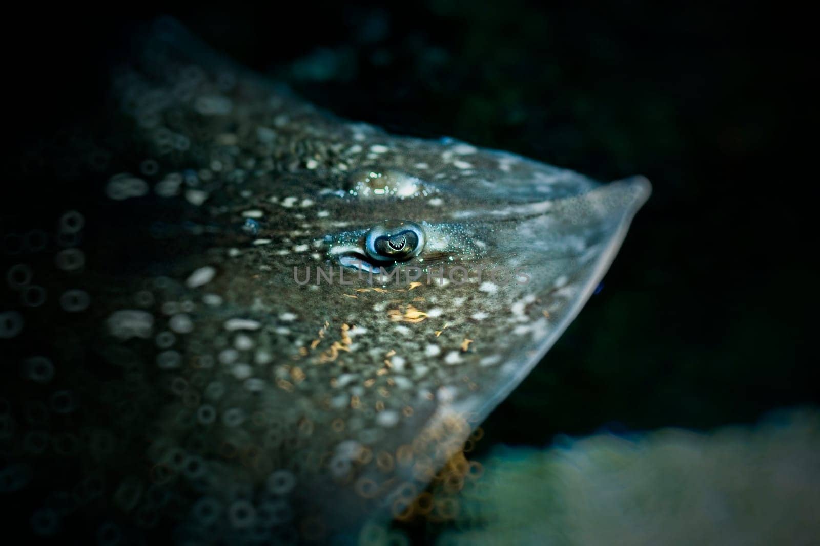Stingray