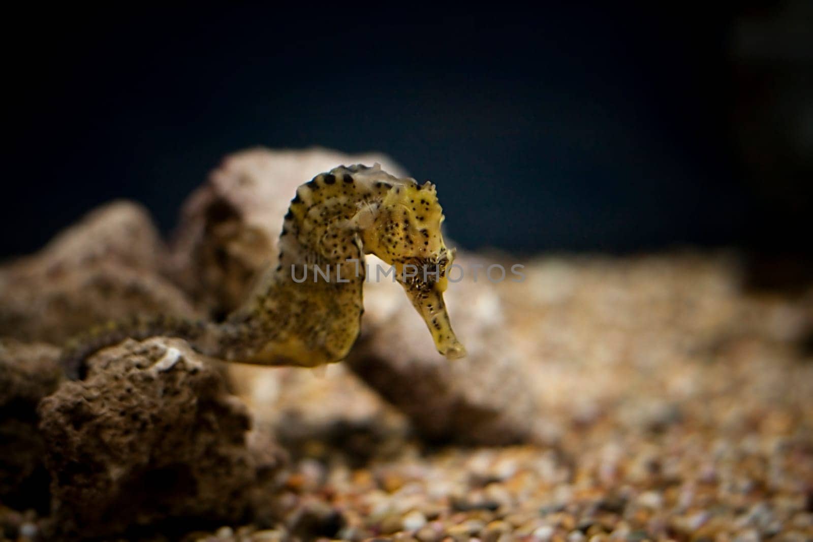 Sea horse