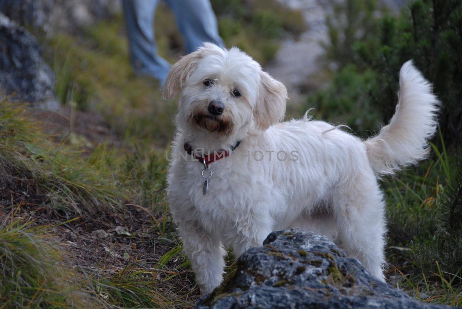 White dog on a hiking trip