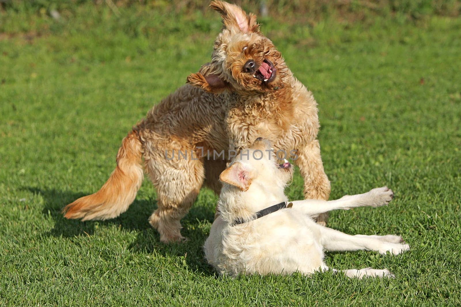 2 dogs