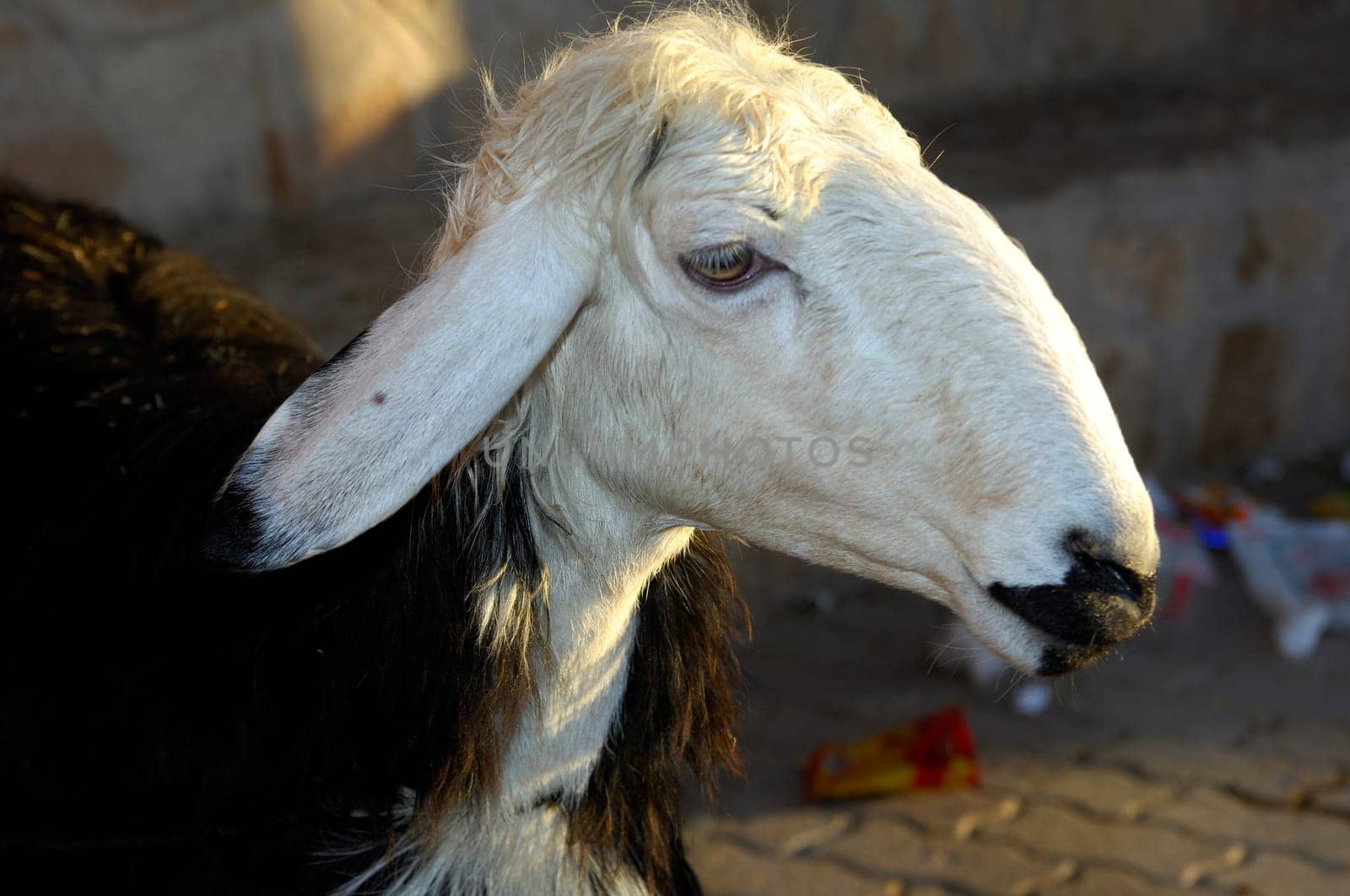 Oman sheep with arched nose bridge,Sultanate of Oman