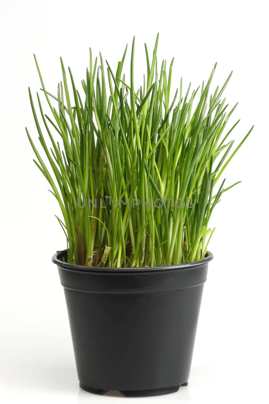 Chives