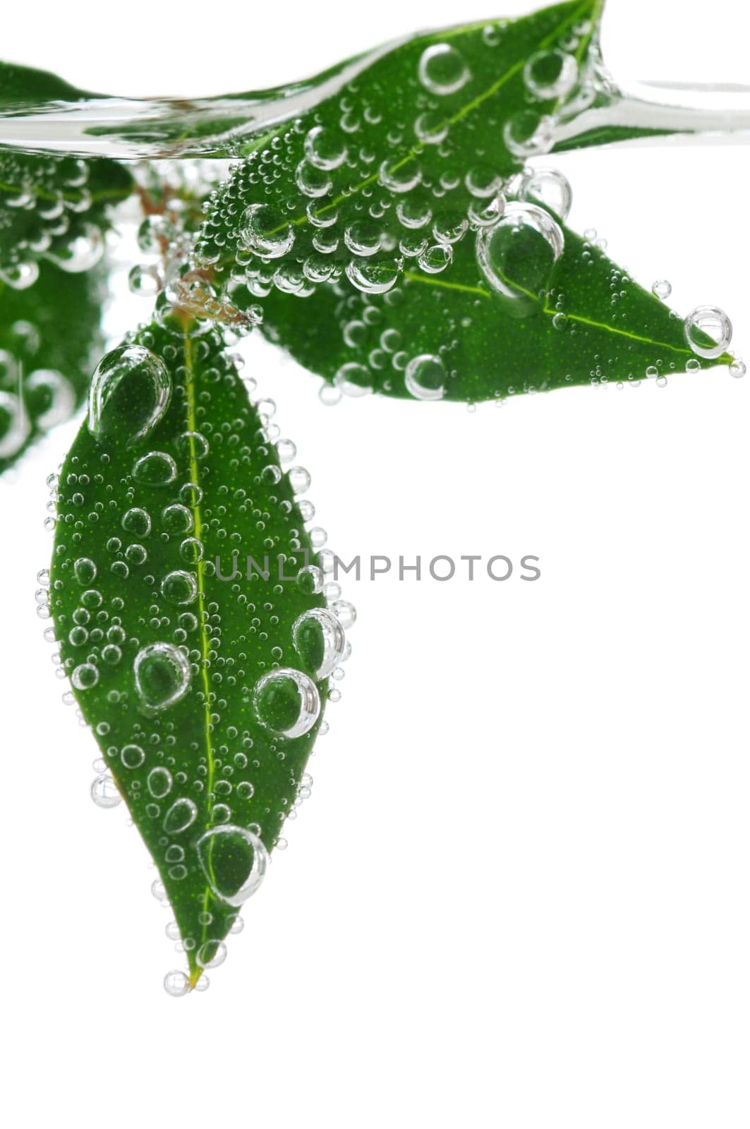 Green leaves in water