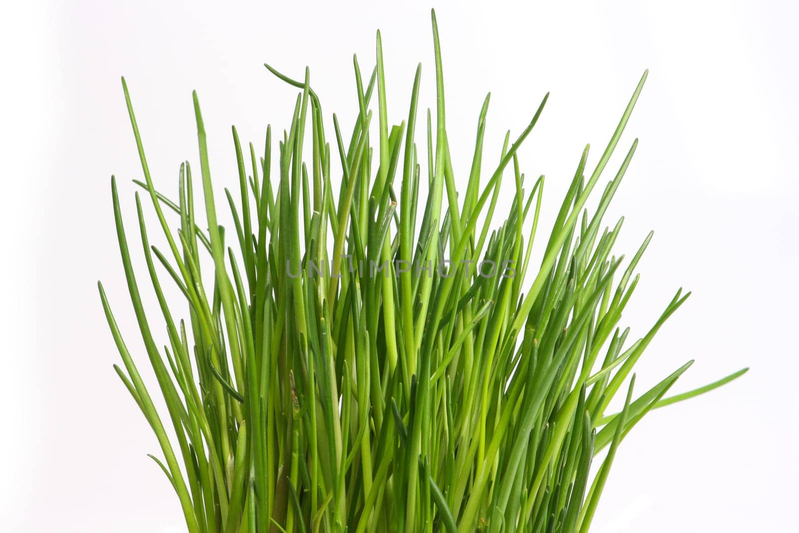 Chives