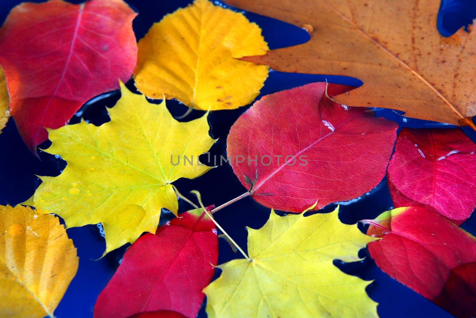 Fall leaves in water