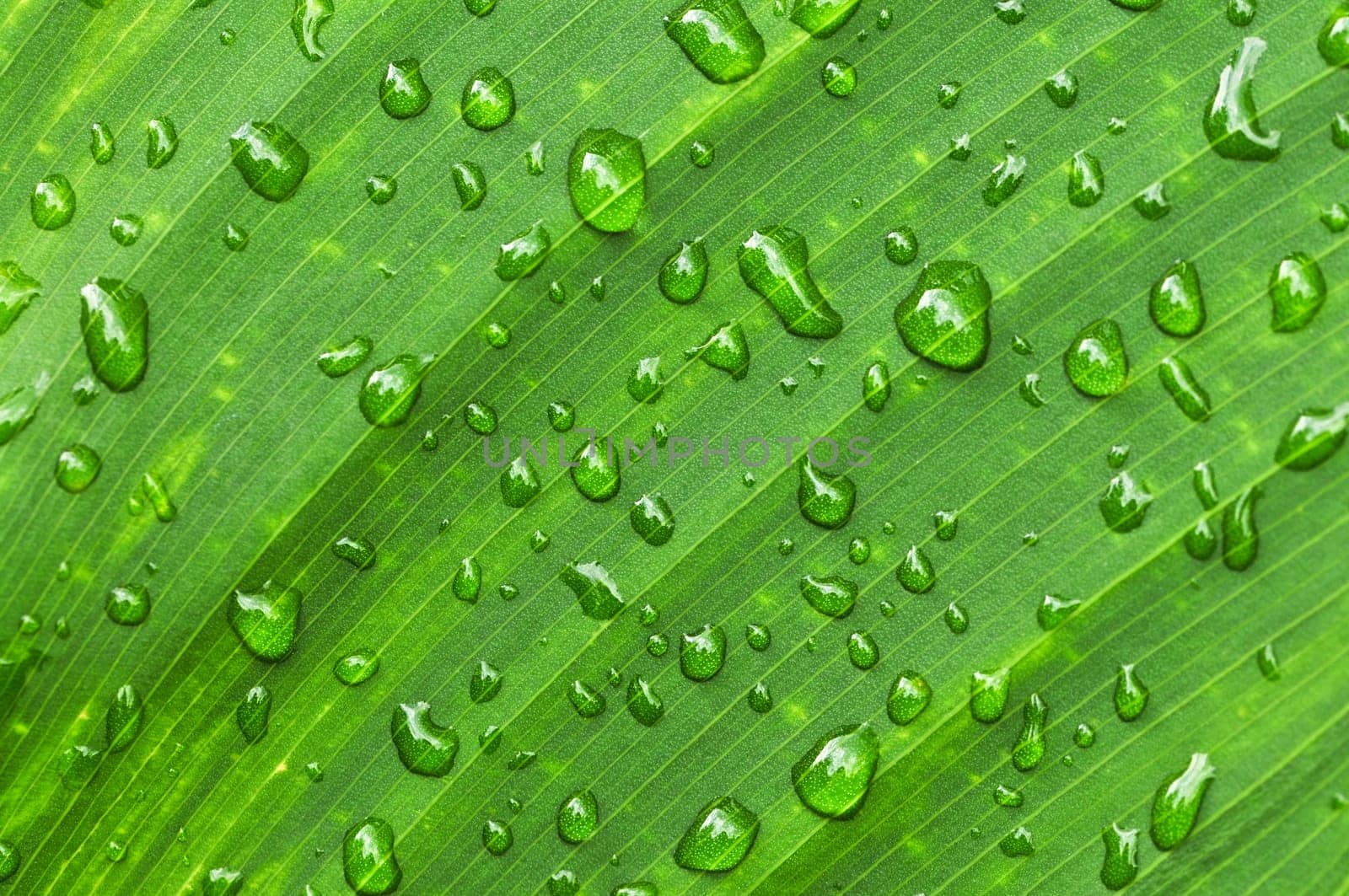 Green leaf background with raindrops