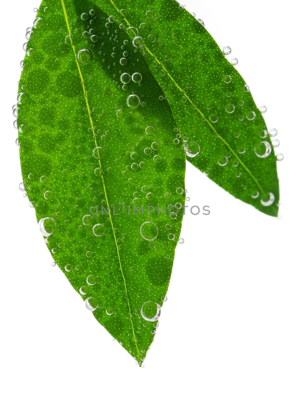 Green leaves in water