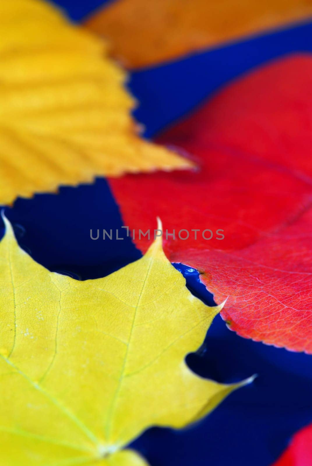 Fall leaves in water