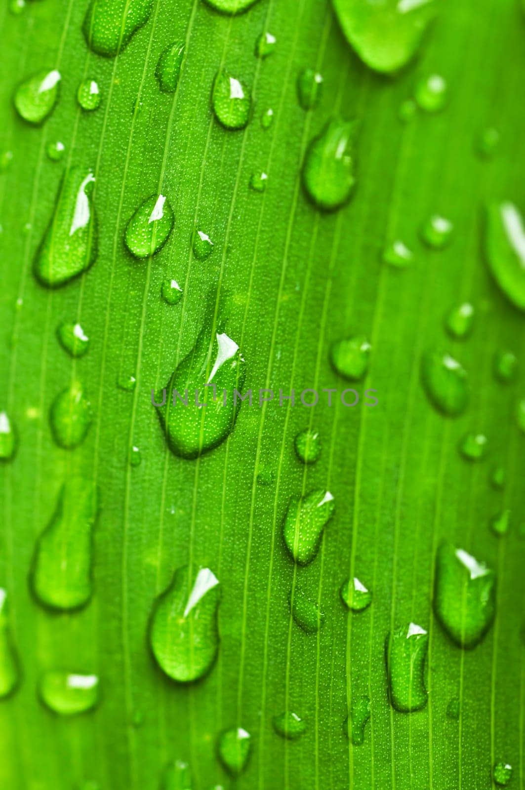 Green leaf background with raindrops