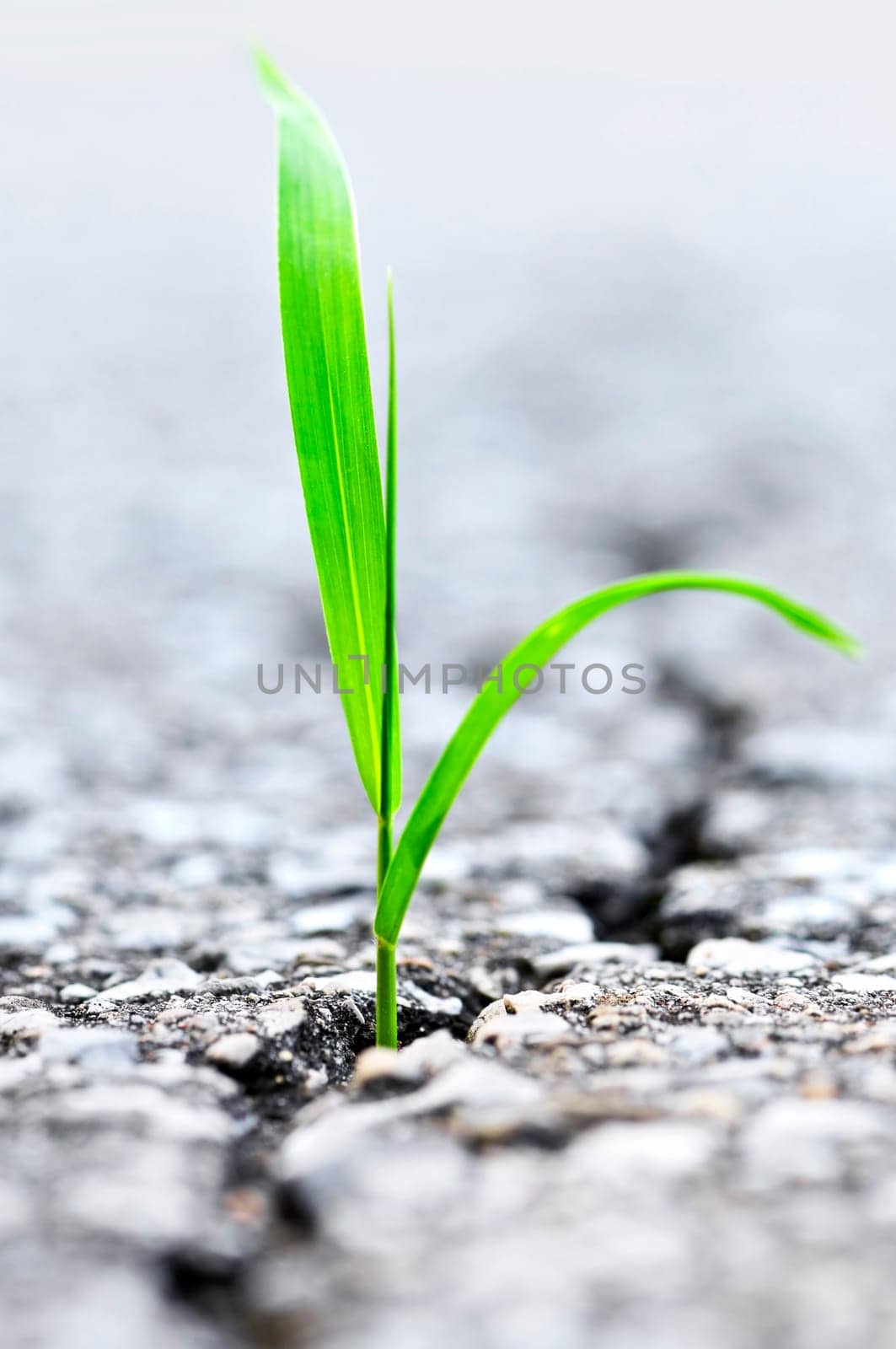 Grass growing from crack in asphalt