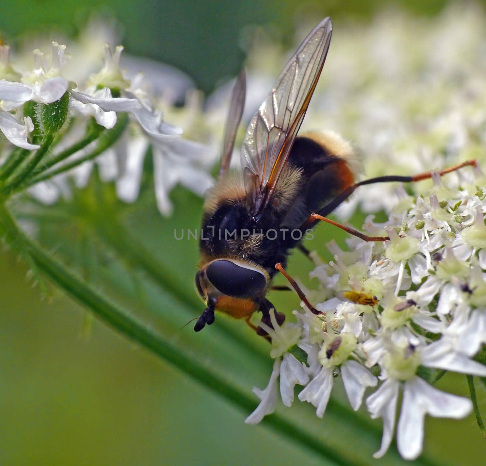 Hoverfly