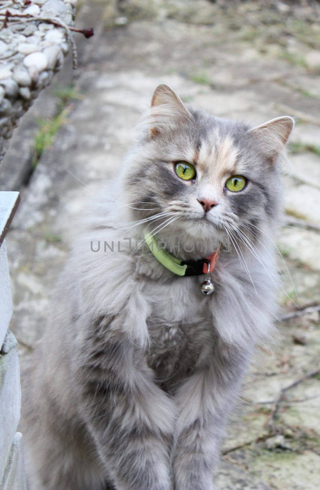 Gray Mouse... uh cat