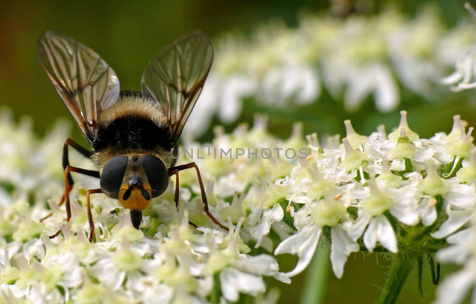 Hoverfly frontal