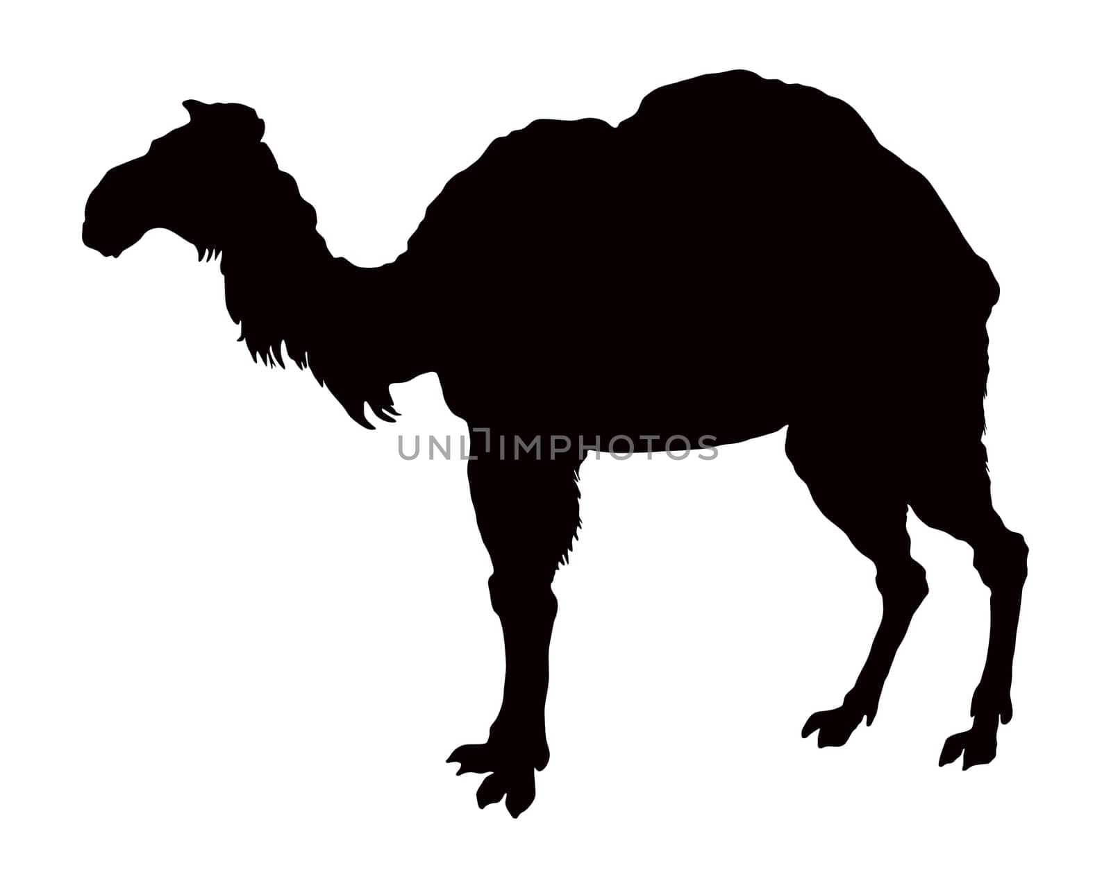 The black silhouette of a camel